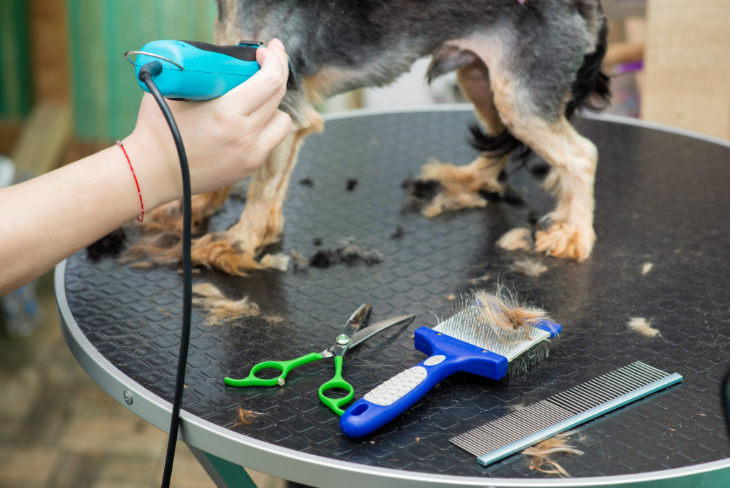 Værdiløs Indlejre mundstykke TEST: De Bedste Hundebørste i test 2023 → Ekspert Guide